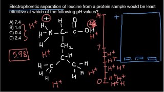 Electrophoretic separation of Amino Acids [upl. by Granthem]