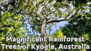 Discovering the magnificent rainforest trees of Kyogle Australia [upl. by Einhoj]