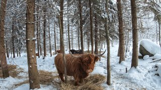 Highland Cattle in snowy winter forest [upl. by Ylelhsa867]