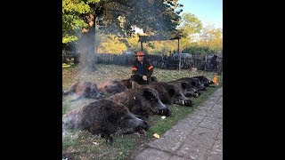 Blaser R8 In Action on Driven Wild Boar in Serbia 100 Boar 10  11 Guns [upl. by Wolff826]