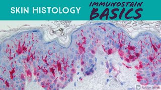 Skin Histology Immunohistochemistry Basics for Dermatology Histotechnologist Dermpath Pathology [upl. by Thomasina]