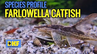 SPECIES PROFILE FARLOWELLA CATFISH [upl. by Centonze277]