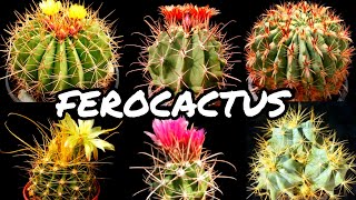 30 ESPÉCIES DE CACTOS DO GÊNERO FEROCACTUS PARA IDENTIFICAÇÃO  CACTUS TV [upl. by Thorny]