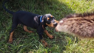 Training a Black and Tan Coonhound Puppy [upl. by Hepsiba]