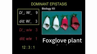 Epistasis  Dominant Epistasis  Biology XII [upl. by Retsim]