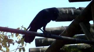 Talkative Australian Raven [upl. by Ttebroc277]