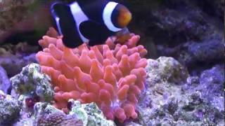 Clown Fish hosting a Rose Bubble Tip Anemone [upl. by Anirbus]