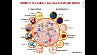 Melatonin for optimal cellular physiology R J Reiter PhD [upl. by Zinnes591]