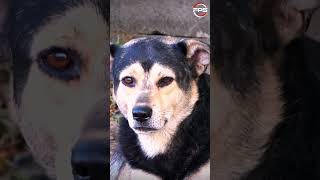 Sounds DOG absolutely HATE dogs go crazy [upl. by Zechariah]