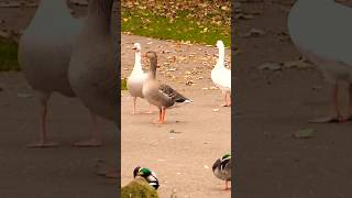 Greylag geese and ducks [upl. by Winebaum]