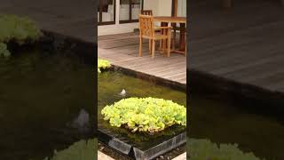 How to design water lettuce Pistia stratiotes  Bagaimana merancang tanaman air kapukapu [upl. by Boar]