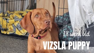 Week 7 with our 18 week old Hungarian Vizsla puppy [upl. by Jesher718]