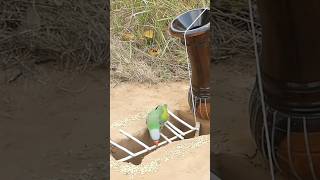 parrot trapped for fun🦜 birds viral youtubeshorts tting animals ting ytshorts wildlife bird [upl. by Hsevahb]