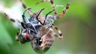 Araneus diadematus eating a fly [upl. by Foster]