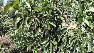 GEM Hass Avocado Tree [upl. by Leay106]