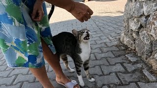 Friendly stray cat asks me for food with her cute meow [upl. by Ardnauq161]