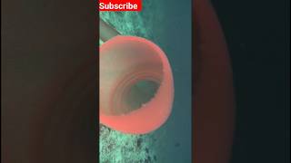 did you know about Pyrosoma atlanticum viral science facts shortvideo trending animals [upl. by Ariajay]