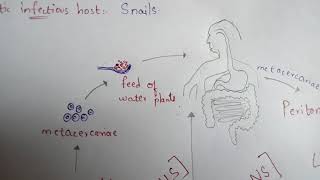 FASCIOLA HEPATICA  LIVER FLUKE  STRUCTURE  LIFE CYCLE  SYMPTOMS  TREATMENT  BY PHANINDRA [upl. by Azerila362]