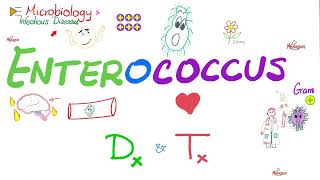 Enterococcus  Diagnosis and Treatment  Microbiology 🧫 and Infectious Diseases [upl. by Ovatsug39]