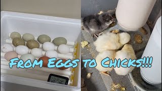 Egg to Chick  Hatching Chicken Eggs [upl. by Moyers]