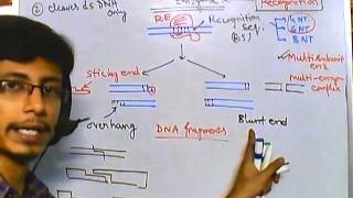 Properties of restriction enzymes [upl. by Chadabe]