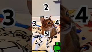 5 cat abyssinian abyssiniancat cute funny [upl. by Raama]