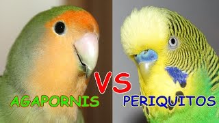 AGAPORNIS VS PERIQUITOS [upl. by Oilime]