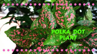 Polka Dot Hypoestes phyllostachya Care and Propagation [upl. by Cloutman]