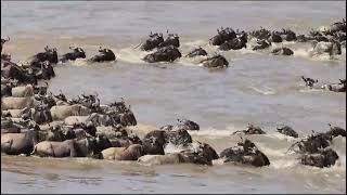 The great wildebeest migration is marked one of the 7th wonders of the world travelwithkenlemiso [upl. by Nally]