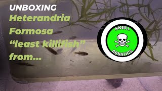 Heterandria Formosa “least killifish” from Curtis at SkullAquatics [upl. by Imled]