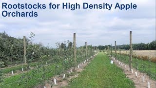 Rootstocks for High Density Apple Orchards [upl. by Dnomzed473]