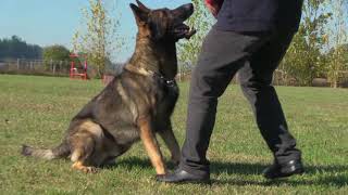 German Shepherd Ultimate ObedienceFast and highly responsive to every command [upl. by Akaya]