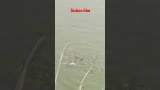 fishpond commoncarp grasscarp farming carpfeed viralvideo virulshorts kisaan fishfarmer [upl. by Armahs88]