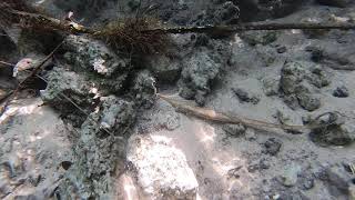 Paraguay Twig Catfish Farlowella paraguayensis in the wild [upl. by Ylimme]