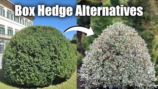 Alternative Shrubs to Box Hedge If You Struggle with Box Blight amp Box Tree Moths [upl. by Grissel]