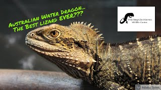 Are Australian Water Dragons the BEST pet LIZARD [upl. by Padgett]