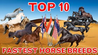 Top 10 Fastest Horse Breeds in the World  Countrys Best  Top Speed [upl. by Esyli]