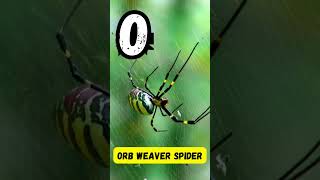 ABC Dangerous Insects Song for Kids  Insects from A to Z  Phonics amp Bug Learning  abcd kids [upl. by Tilagram]