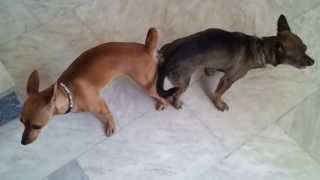 Mirella Mini Pinscher Dog Mating and get stuck Dog Breeding Mating Tie Breeding Tie [upl. by Elahcim907]