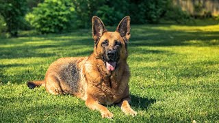 Why Are German Shepherds Called Alsatians 🐾 [upl. by Adnoek]