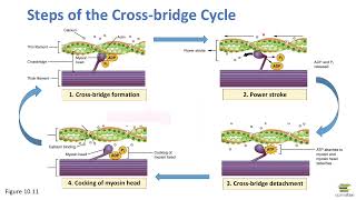 CrossBridge Cycle [upl. by Tiossem]