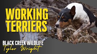 How a Decker Rat Terrier Helped a Wildlife Company Find Rats in a very nice home [upl. by Ahsropal527]