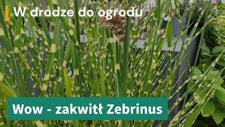 Wow  zakwitł zebrinus [upl. by Cheslie]