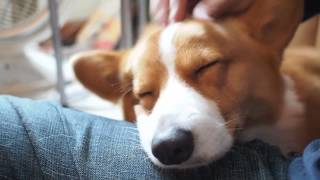 How to massage a corgi [upl. by Nidia766]