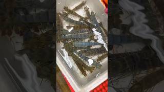 這種一斤650元的海草蝦還真是不錯吃 好吃 海鮮 草蝦 漁港 新北 萬里 seafood [upl. by Helga588]