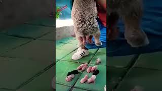 Rabbit giving birth 😍 100 babys rabbit cuteanimals shorts [upl. by Reisman]