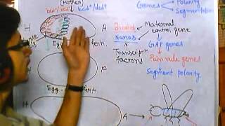 Developmental biology part 5 developmental biology of drosophila [upl. by Ruben]