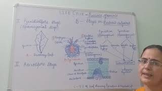 Puccinia graminisLife Cycle Stages on Berberis vulgaris BSc PartI Dr Vinod Kumari [upl. by Gabriellia]