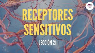 21 RECEPTORES SENSITIVOS FISIOLOGÍA DEL SISTEMA NERVIOSO [upl. by Ayikur]