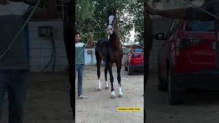 Stallion Bharat Dhawaj 🐴 Sire by Stallion Great Gambler shorts viral trending ytshorts [upl. by Trub]